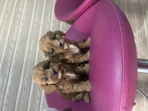Cavapoo kavapo