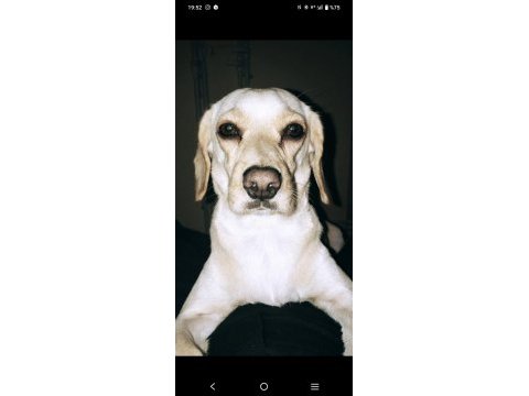 Köpeğimiz 2 kere terk edildi ömürlük yuvasını olun