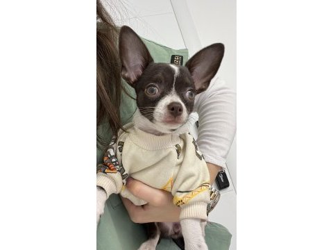 4 aylık chihuahua yavrumuz