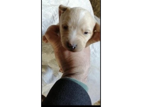 Maltese terrier çok uygun fiyat