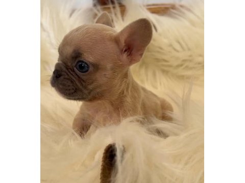 Micro boy french bulldog yavrum