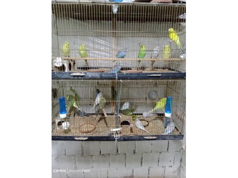Konuşturmalık renk güzeli show jumbo muhabbet kuşlar