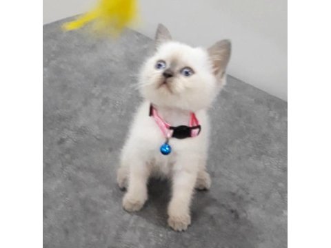55 günlük british shorthair dişi ve erkek yavrular
