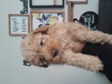 3 aylık toy poodle yavrumuz