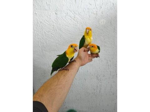 Dünya güzeli caique bebeklerim