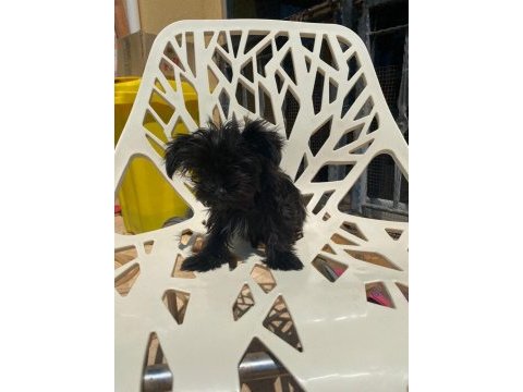 Egzotik yorkshire terrier