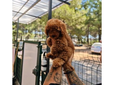 Toy poodle köpeği