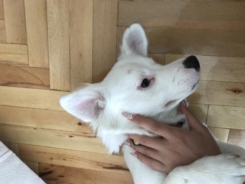 Ücretsiz rus finosu kırması köpeğimi sahiplendiriyorum