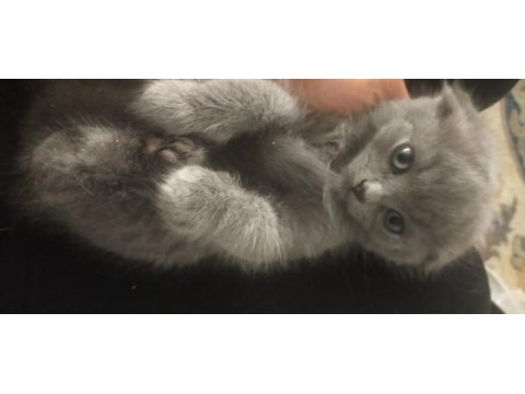 Eğitimleri tamamlanan 4 kardeş kedimiz yuvalarını arar