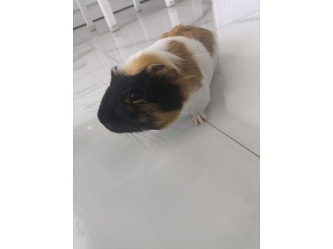 Ekim ayı doğumlu ginepig (erkek)