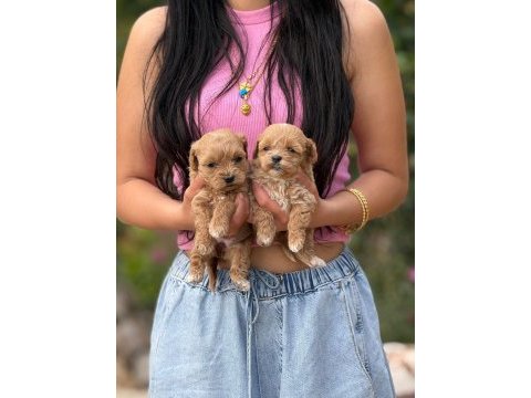 Tatlış tatlış maltipoo bebişler