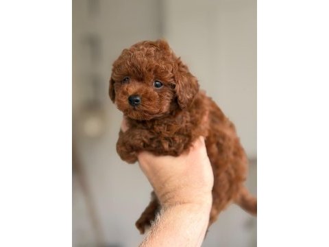 Poodle orjinal