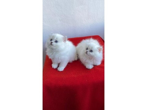 Maviş gözlü safkan british longhair yavrular