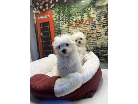 Maltese terrier yavru köpeklerimiz