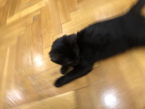 Eğitimli veteriner kontrolünde uslu ve akıllı ev kedisi