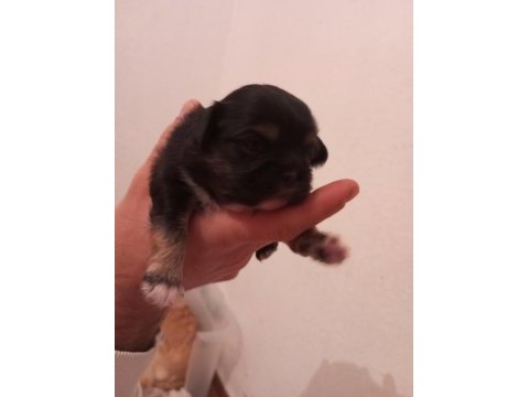 3 adet yavru 2 erkek 1 dişi pekinez