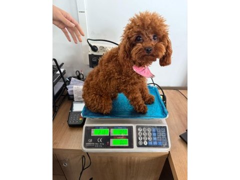 Sevimli son yavru poodle