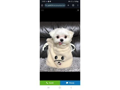 Orjinal safkan morkie