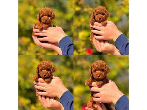 Safkan toy poodle yavrularımız