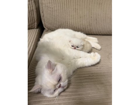 Exotic shorthair cinsi safkan kedimiz