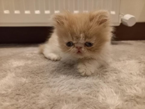 İran egzotik longhair 1 buçuk aylık erkek