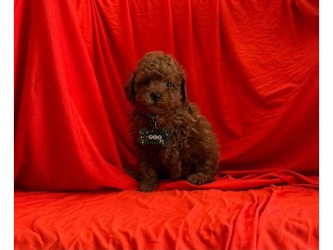 Mersin toy poodle