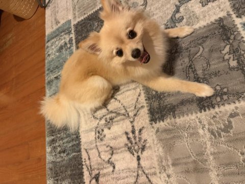 Dişi pomeranian 1.5 yaşında