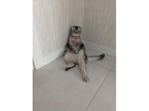 Ücretsiz scottish fold sahiplendirme kedisi