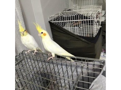 3 - 4 aylık bebek sultan papağanı