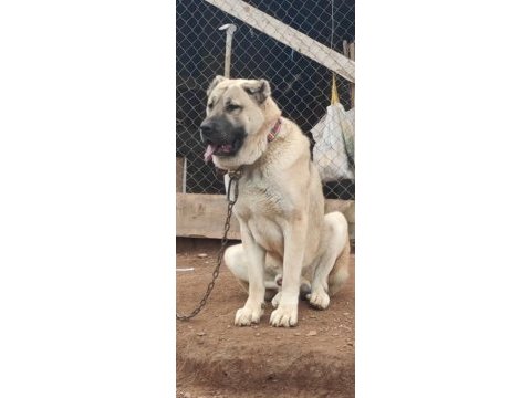 Anadolu çoban köpeği