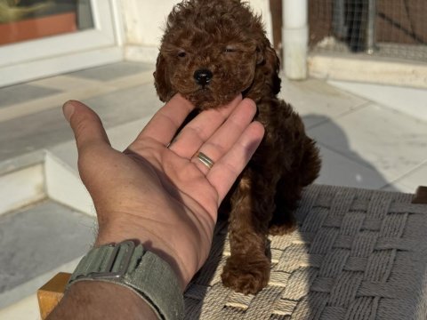Petmode köpek çiftliğinden tea cup kore poodle 