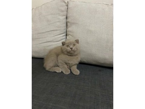 Şirin ve sevimli scottish fold yavrumuz