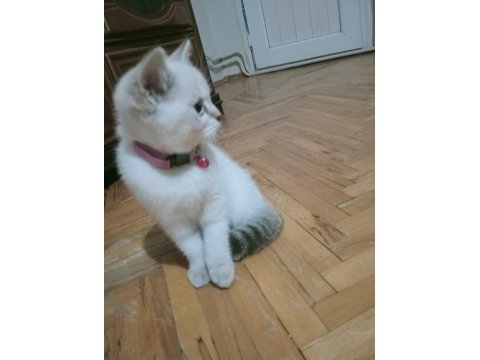 Mavi gözlü blue point british shorthair yavrular