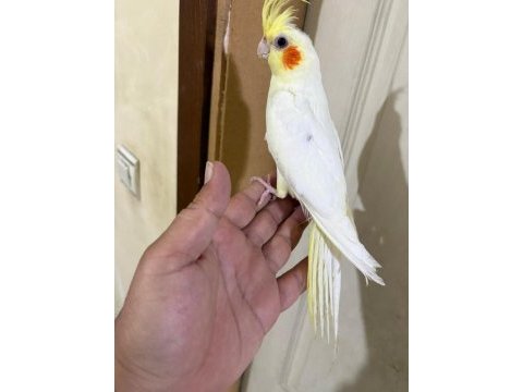 4 aylık eğitime açık %100 erkek lutino sultan yavru