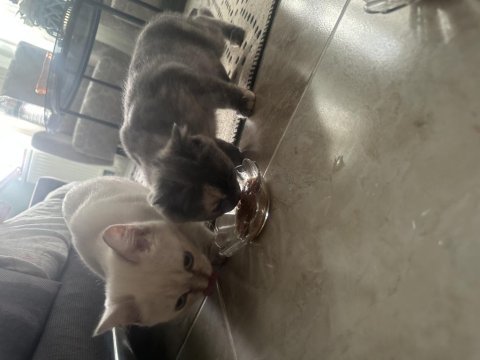 3 aylık british shorthair yavrular