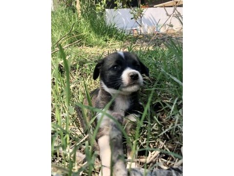Şirin yavru köpekler sahiplendirilecektir