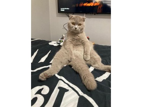 3 yaşında scottish fold kısır kedime yuva arıyorum