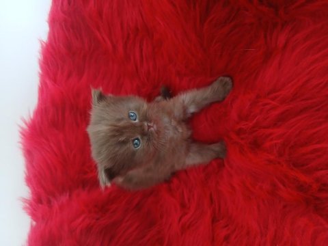 Çikolata british shorthair cinnemon bicolor ve fawn