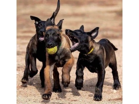Belçika malinois yavruları