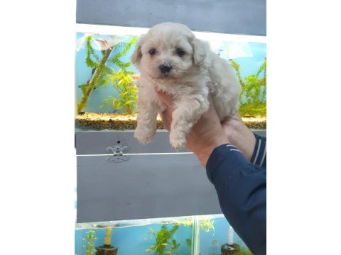 Maltipoo yavrularımız ırk ve sağlık garantilidir
