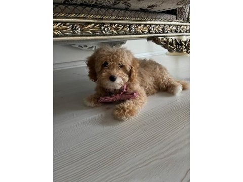 A class maltipoo yavrular