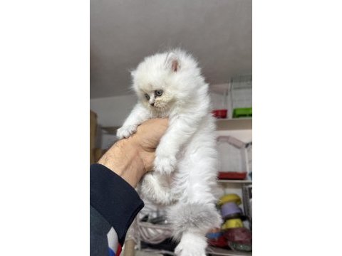 A kalite top kafa dişi british longhair yavrumuz