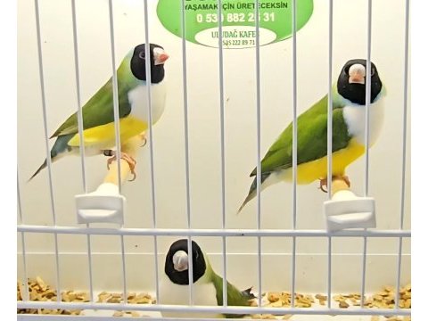 Şampiyonundan jumbo gouldian finch gökkuşağı ispinozu