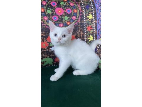 Pamuk gibi mavi gözlü yavru british shorthair