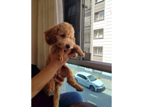 Dişi 6 aylık aşıları tamam poodle