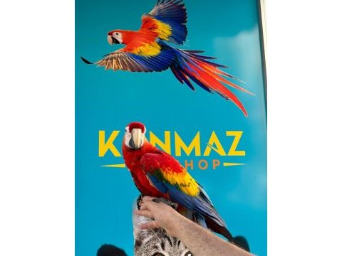 Eğitimli ara macaw papağanlarımız gönderim mevcut