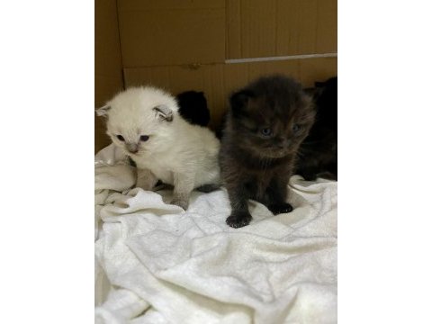 Bluepoint scottish fold ve straight bebekler rezerveye açık