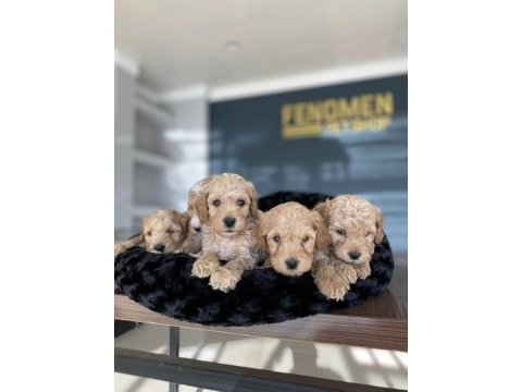 Maltese yavrular maltipo yavrular toy poodle yavrular