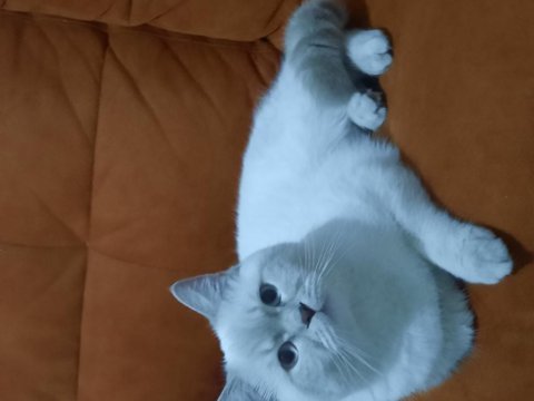 7 aylık british shorthair damızlık erkek kedimiz