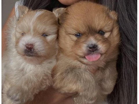 Erkek ve dişi pomeranian boo yavrularımız